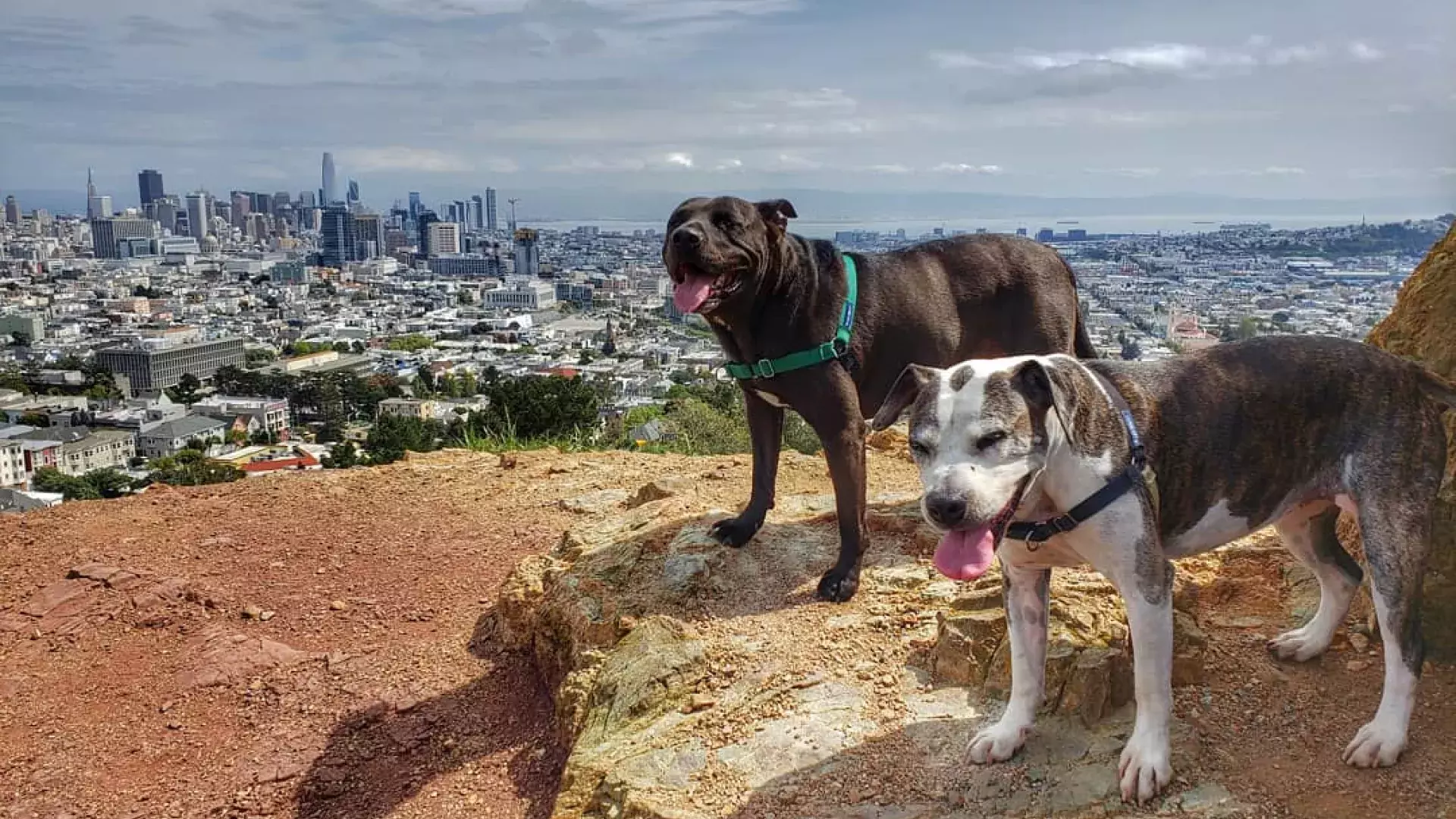 https://www.sftravel.com/sites/default/files/styles/hero/public/2022-09/dogs-corona-heights.jpg.webp?itok=Wgs0DPHJ