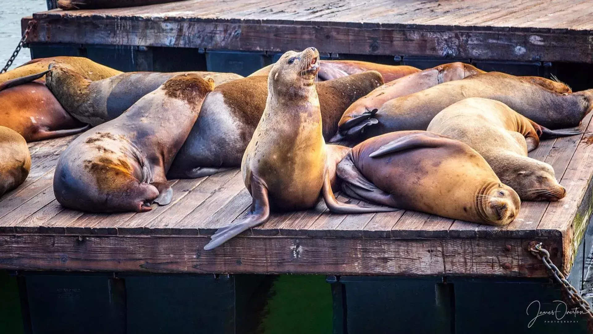 Pier 39 San Francisco (A Great Place To See Sea Lions