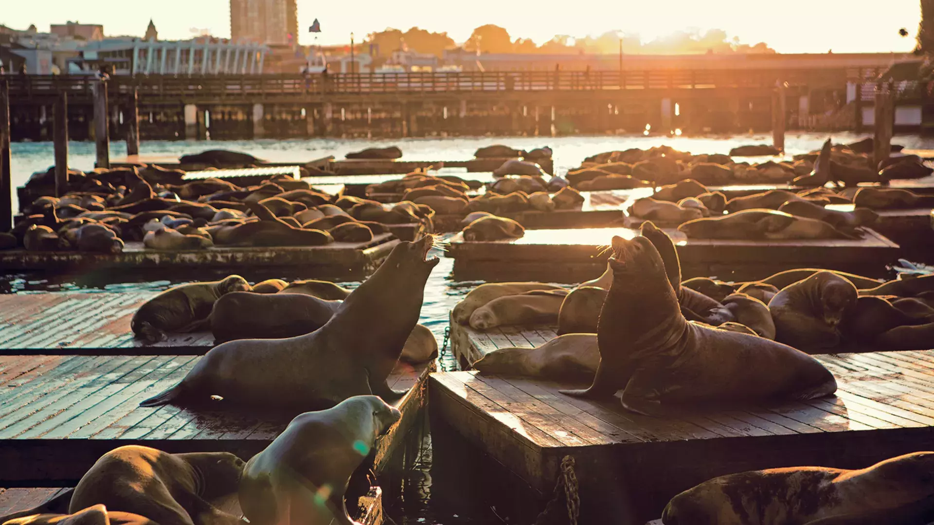 San Francisco Sea Lions