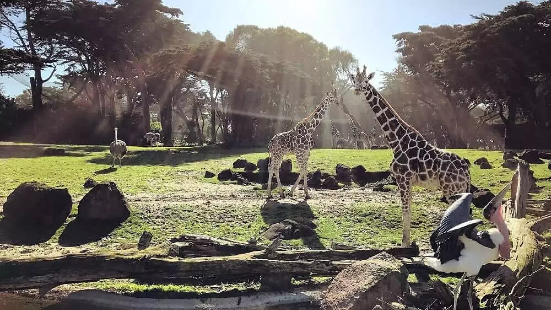 San Francisco Zoo