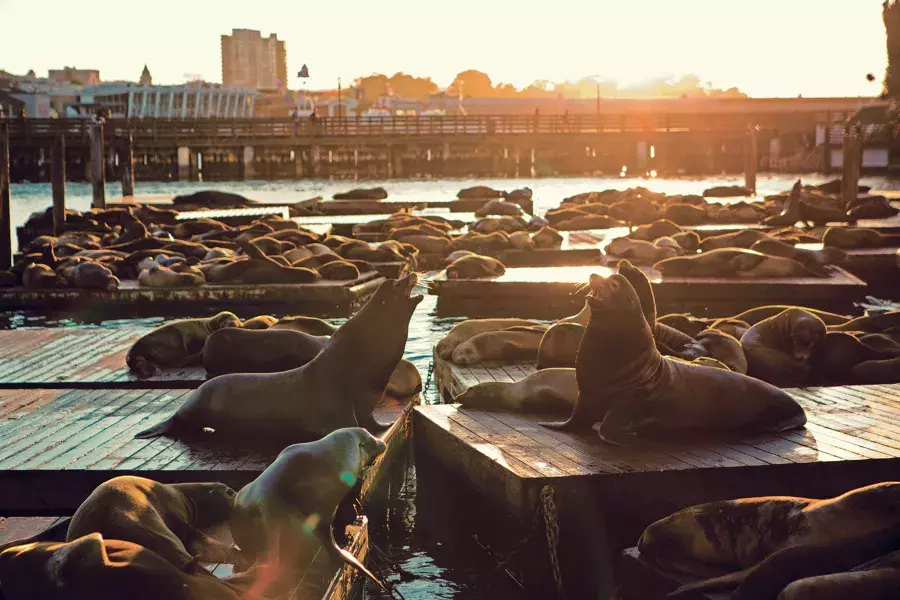 Sea Lions rest on PIER 39's K Dock at Sunset