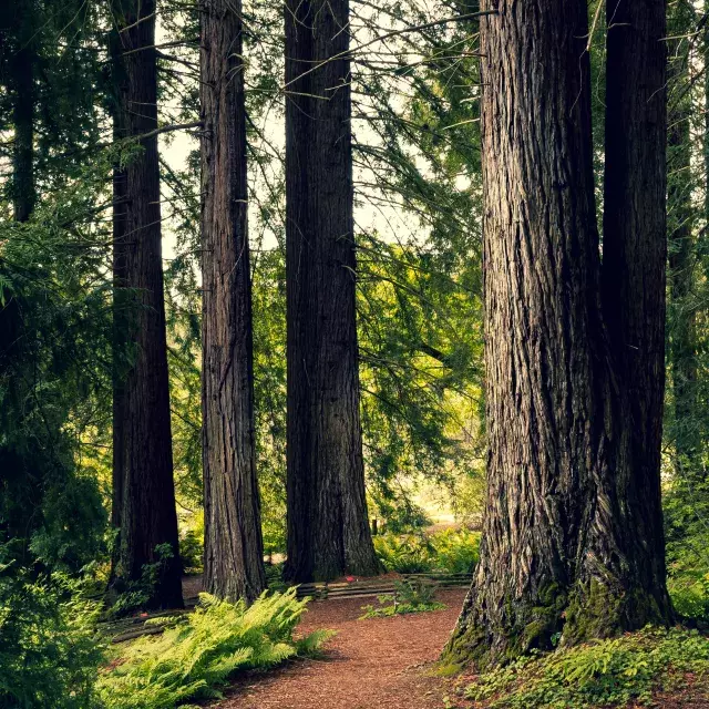 A tranquil place in the Berkeley hills.