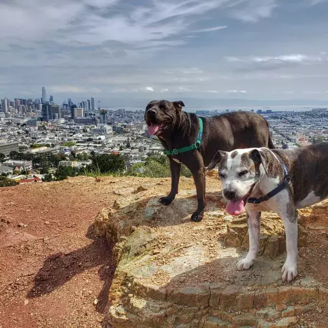 Dogs at the top of Corona Heights