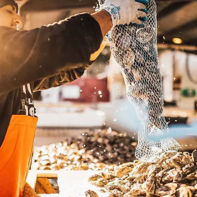 Man dumping out a bag of Oysters