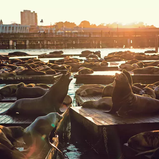 Sea Lions rest on PIER 39's K Dock at Sunset