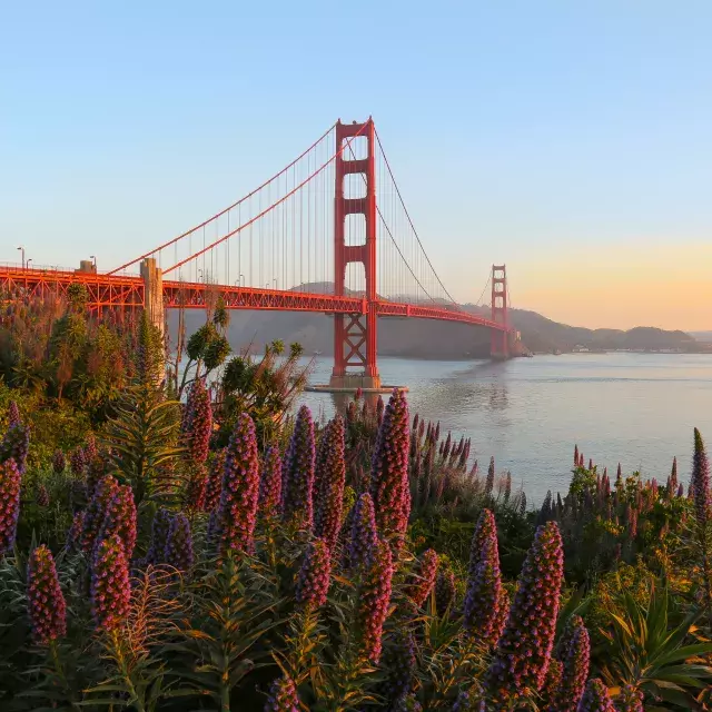 The Golden Gate Bridge is pictured with large flowers in the foreground.