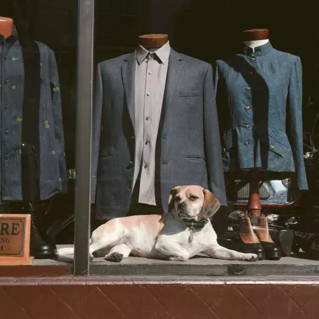 Dog in the window